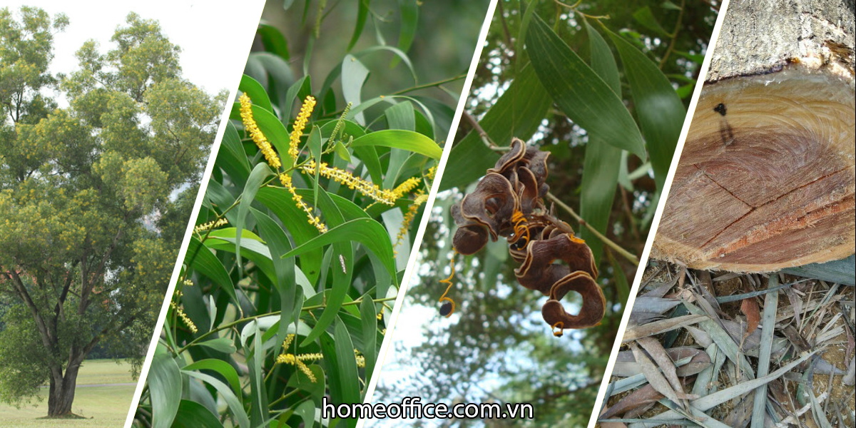 đặc điểm của cây tràm bông vàng acacia