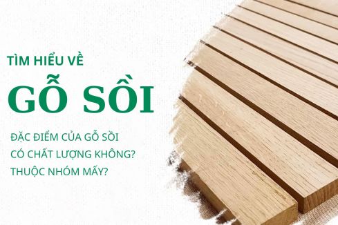 Gỗi Sồi Là Gì? Những Lưu Ý Khi Chọn Gỗ Sồi Trong Nội Thất