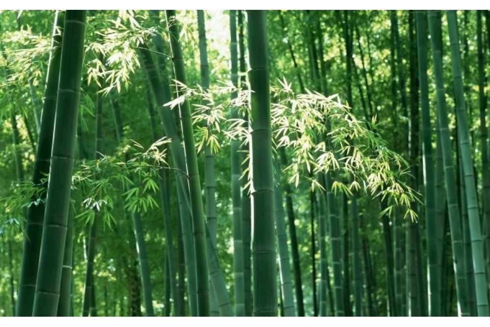 Top-10-cay-phong-thy-trc-nha-nen-trng